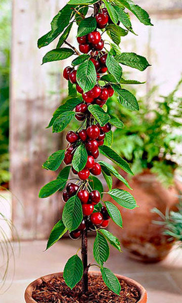 Koloninė vyšnia „Burlat“