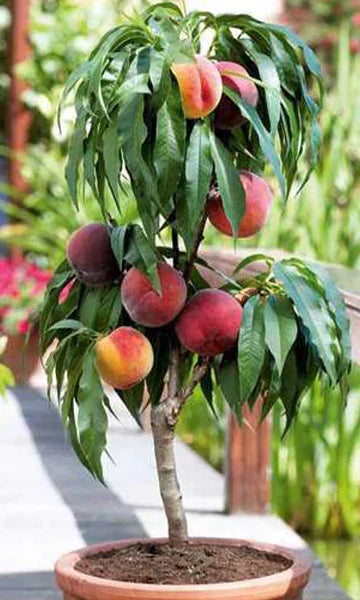 Koloninis persikas „Persica“